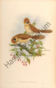 Spot Breasted Parrotbill Paradoxornis Austeni Reproduction Photograph available framed