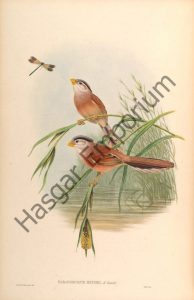 Reed Parrotbill Paradoxornis Heudei Reproduction Photograph available framed
