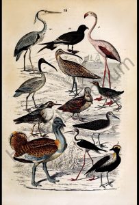 Flamingo Heron Birds Reproduction Photograph available framed