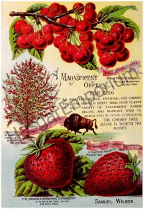 Early May Pride Cherry Parker Early Strawberry Reproduction Photograph available framed