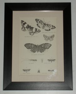 Moths Plate 2 Eggar Month page dated 1880 available unframed