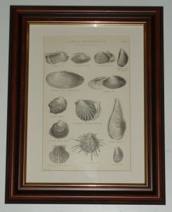 Lamellibranchiata Oyster Scallop page dated 1880 available unframed