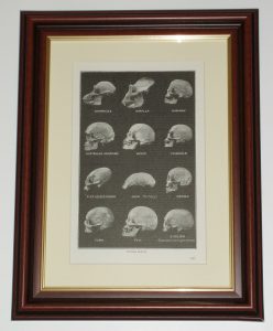 Skulls Human Eskimo Java Gorilla Turk page over 90 years old available unframed